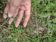 Eragrostis tenuifolia