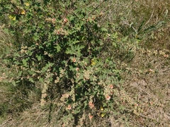 Sphaeralcea bonariensis