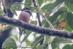 Eurylaimus ochromalus