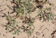 Hoffmannseggia repens