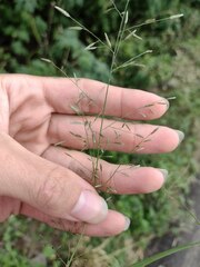 Eragrostis barrelieri