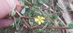 Hibbertia aspera