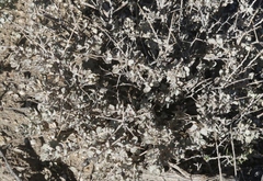 Atriplex confertifolia