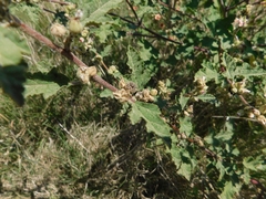 Sphaeralcea bonariensis