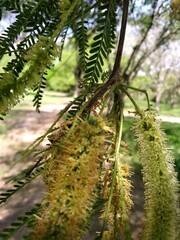 Prosopis alba