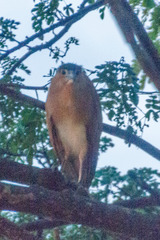 Nycticorax caledonicus