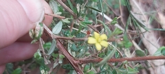Hibbertia aspera