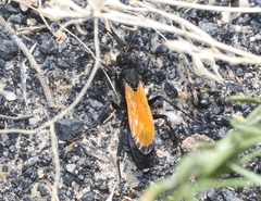 Calopompilus pyrrhomelas