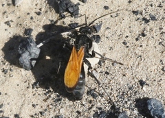 Calopompilus pyrrhomelas