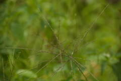 Digitaria velutina