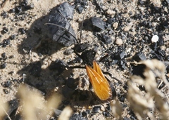 Calopompilus pyrrhomelas