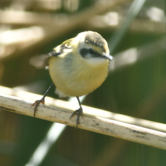 Tachuris rubrigastra