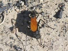 Calopompilus pyrrhomelas