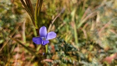 Gentianopsis barbata