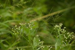 Digitaria velutina