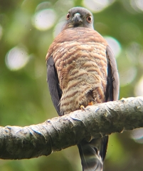 Harpagus bidentatus