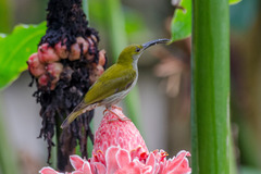 Arachnothera everetti