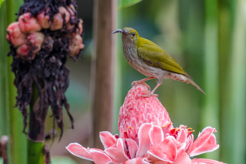Bornean Spiderhunter