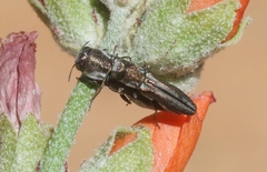Agrilus gibbicollis