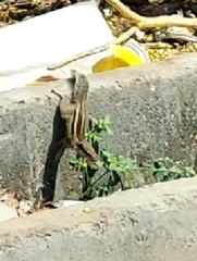 Funambulus pennantii