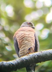Harpagus bidentatus