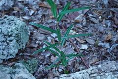 Quadrella jamaicensis