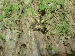 Stephanopis carcinoides