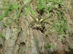 Stephanopis carcinoides