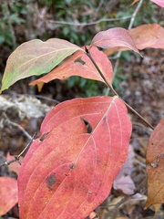 Cornus kousa