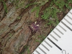 Stephanopis carcinoides