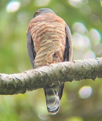 Harpagus bidentatus
