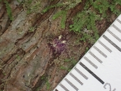 Stephanopis carcinoides