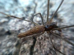 Tetragnatha elongata