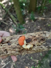 Leratiomyces erythrocephalus