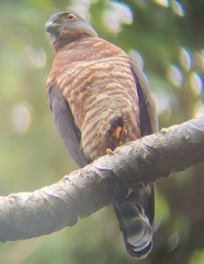 Harpagus bidentatus