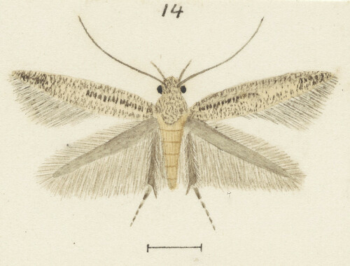 Elachista helonoma · iNaturalist