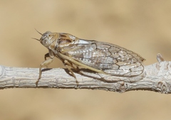 Beameria ansercollis