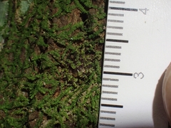 Stephanopis carcinoides