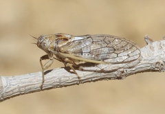 Beameria ansercollis