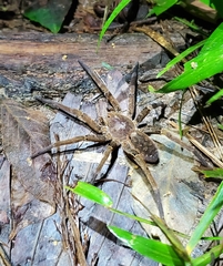 Ancylometes bogotensis