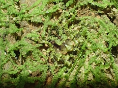 Stephanopis carcinoides