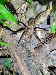 Ancylometes bogotensis