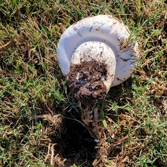 Agaricus bernardii