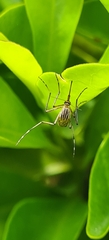 Aedes vittiger