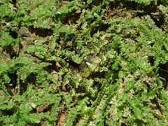 Stephanopis carcinoides