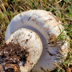 Agaricus bernardii
