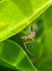 Aedes vittiger