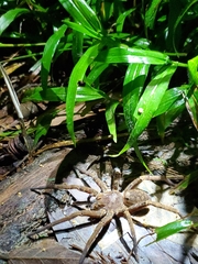 Ancylometes bogotensis