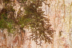 Frullania