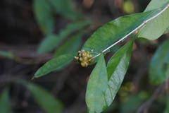 Morinda royoc